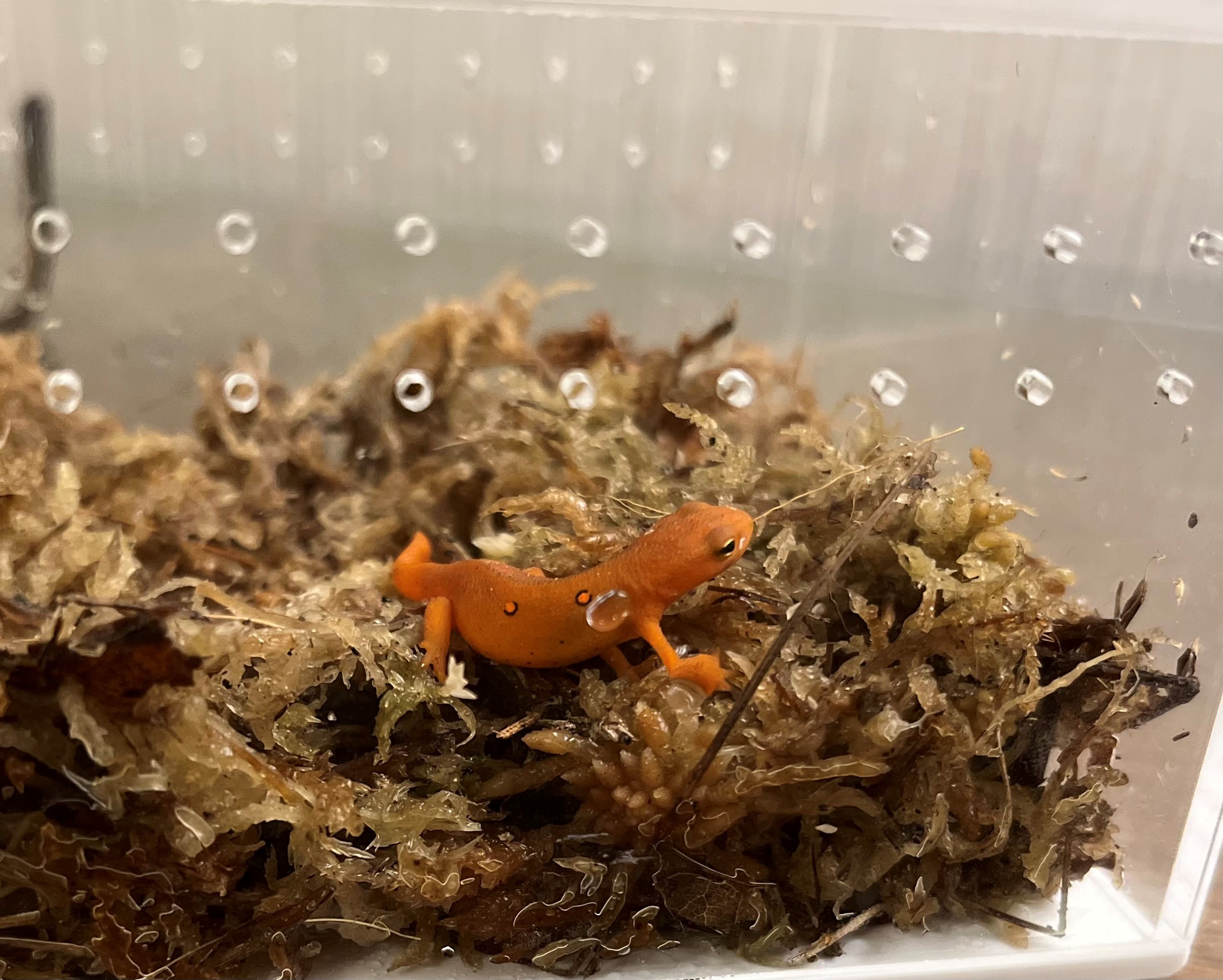 A red eft, one of ARMI’s ambassador amphibians<br />Photo by: Erin Muths