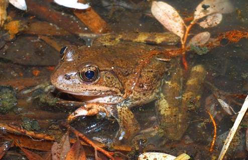 California Red-legged Frog (<em>Rana draytonii</em>)<br />Photo by: USGS