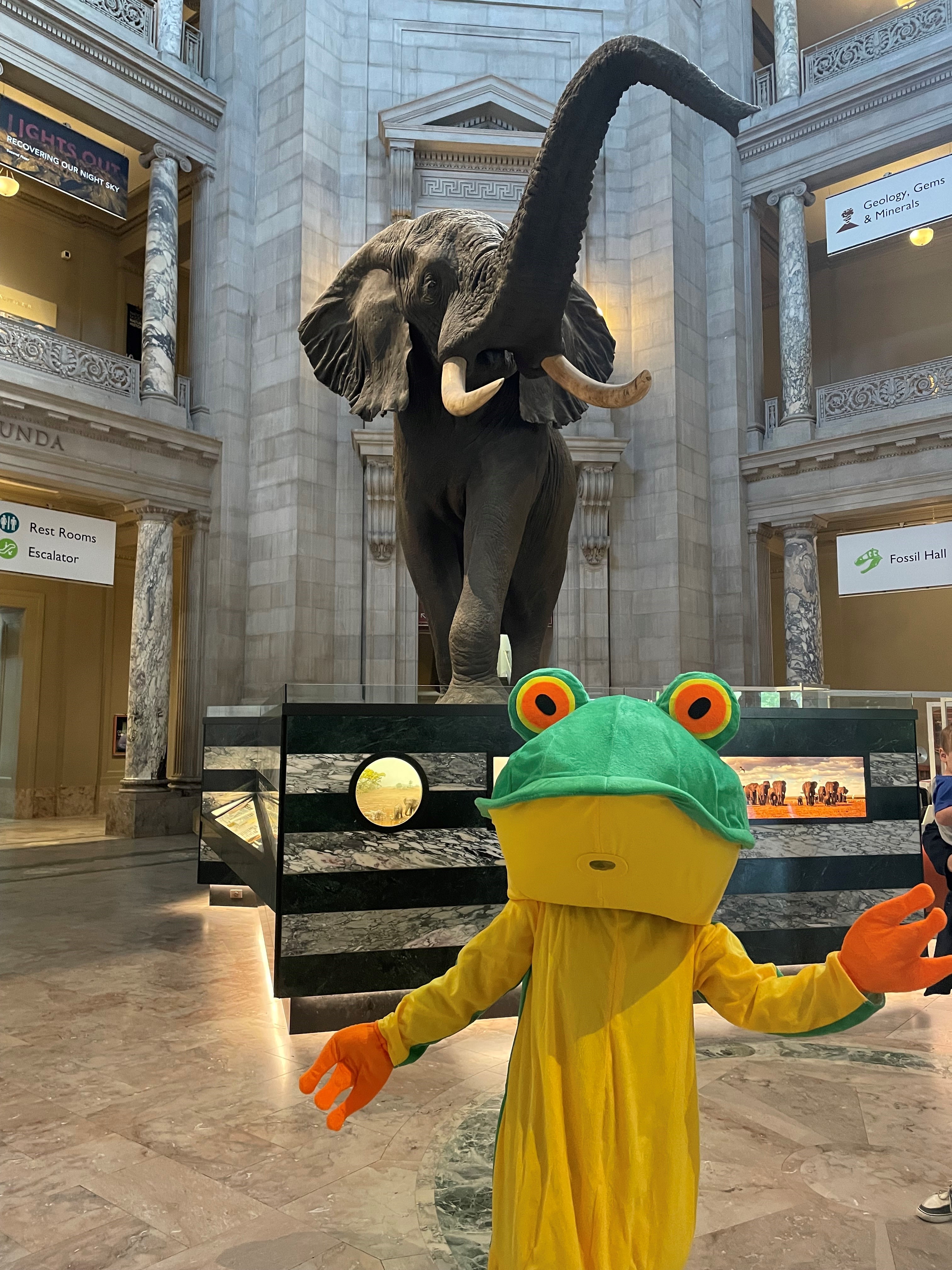 Phil the frog in the rotunda of the Natural History Museum<br />Photo by: Kelly Smalling