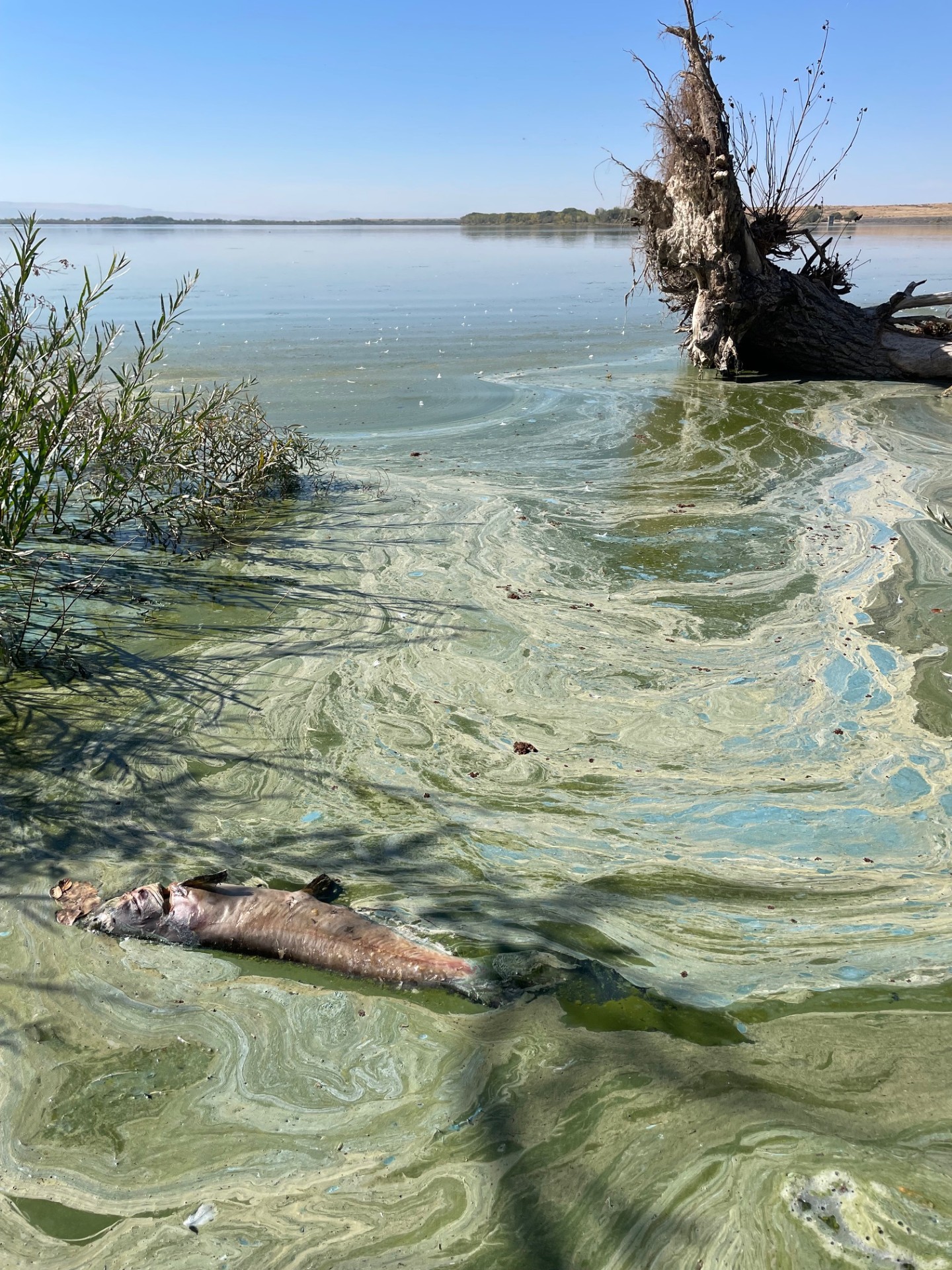 Close-up of HAB at Deer Flat National Wildlife Refuge, Idaho.
