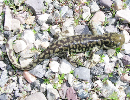 Tiger Salamander (<em>Ambystoma tigrinum</em>)<br />Photo by: Steve Corn