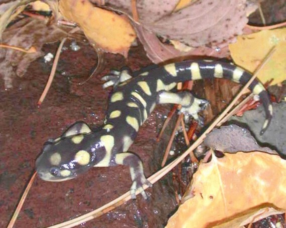 Tiger Salamander, Colorado<br />Photo by: W Battaglin