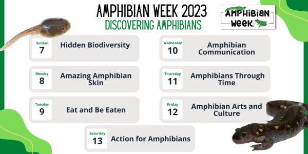 Amphibian Week 2023 agenda<br />Photo by: PARC